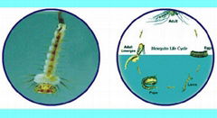 Bacillus Thuringiensis Israelensis (Bti)