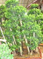 ficus microcarpa