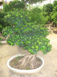 ficus microcarpa