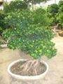 ficus microcarpa