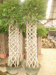 ficus microcarpa 2