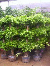 ficus microcarpa 3