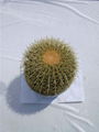 echinocactus grusonii 1