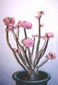 adenium obesum