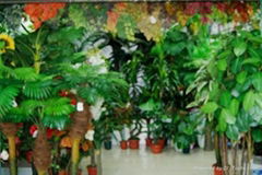 various of home decorative trees