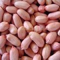 peanuts kernels（long shape）