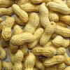 roasted peanuts