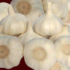 chinese garlic