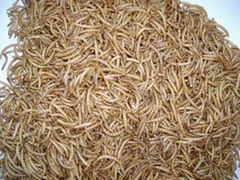 Running Mealworm Industry Co., Ltd