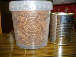 dried mealworm freeze mealworms for hamster and repties 
