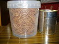 dried mealworm freeze mealworms for hamster and repties  1