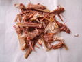 dried mealworm freeze mealworms for hamster and repties  2