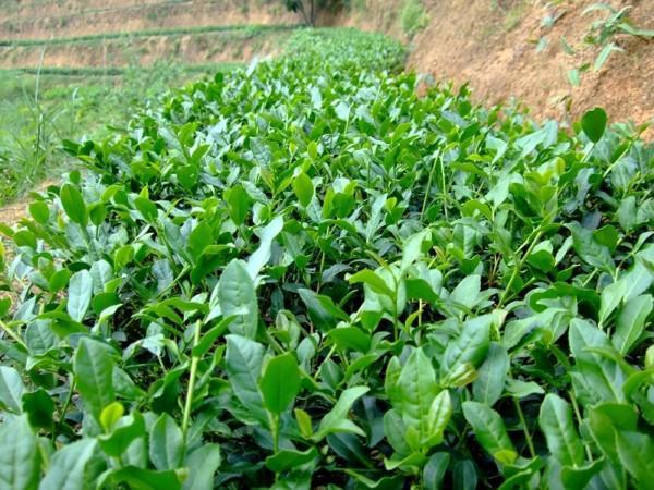 Organic(tie guan yin) Wu-long ,high quality 4