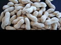 raosted peanut in shell 1