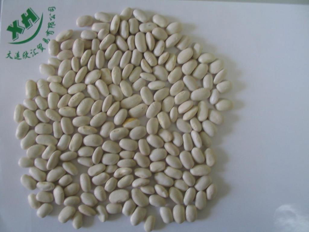 white kidney beans japanese type