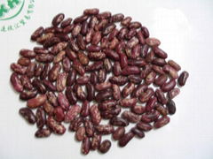 purple speckled kidney beans