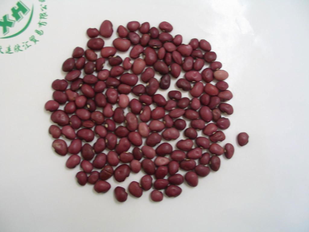 purple speckled kidney beans 2