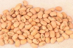 cowpea