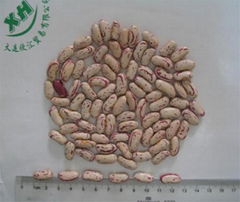 light specled kidney beans long shape