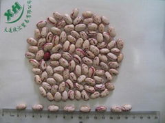 light specled kidney beans round shape