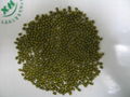 green mung beans 1