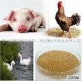 choline chloride 60% corn cob