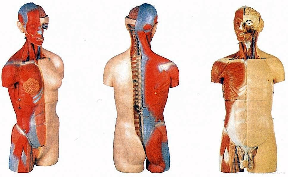 男女兩性互換肌肉內臟背部開放式頭頸軀幹模型