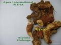 Alpinia galanga /Alpinia officinarum /Galangal 1