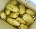 potato 1