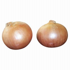 onion