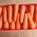 carrot