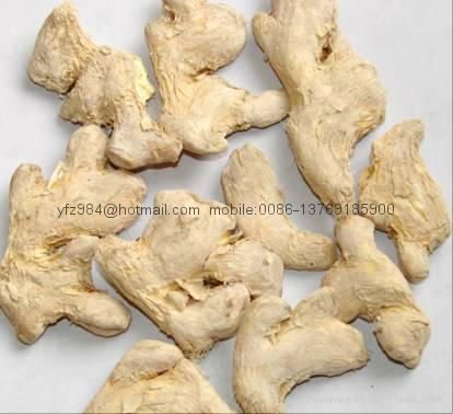 dried ginger 5