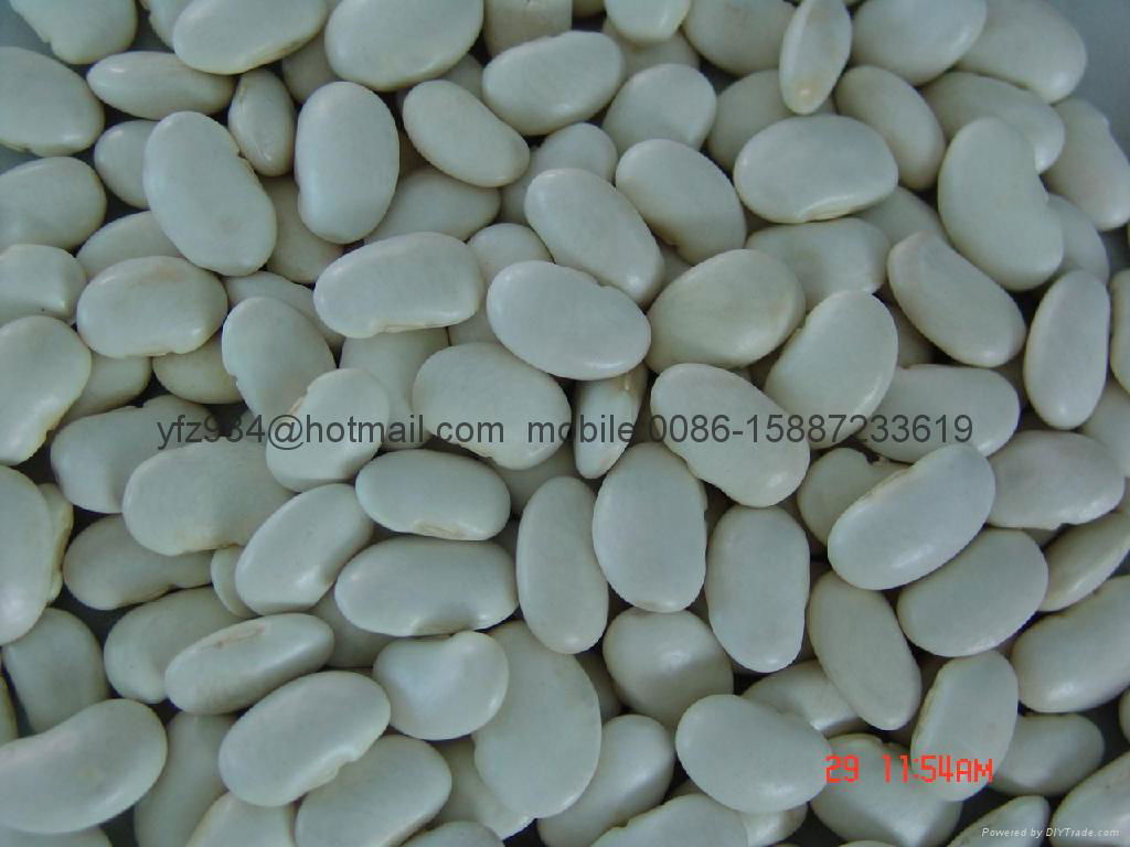 white kidney beans 3