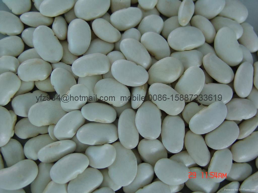 white kidney beans 5