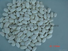 Large white kidney beans