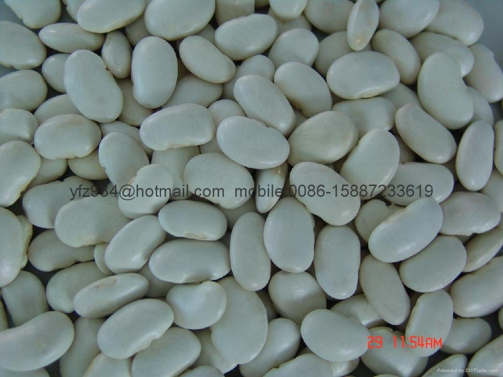 Large white kidney beans 2