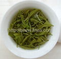 黃芽 綠茶  2