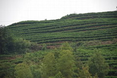 JiangXI WuYuan YuTan Tea Co.Ltd