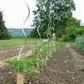 Tomato Spiral Wire 1