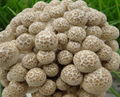 Brown Beech mushroom