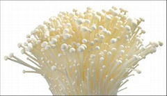 Enoki