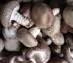 Shiitake