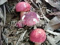 Russula rubra(Russula alutacea)