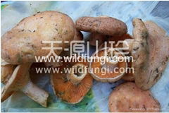 Lactarius deliciosus