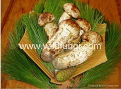 Fresh Matsutake