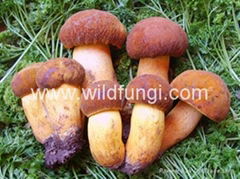 Yellow Boletus