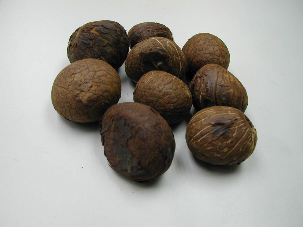 象牙果實 Corozo Nut