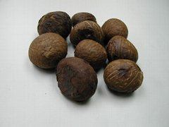 Corozo Nut