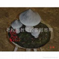 仿真小蘑菇、仿真茵类进化模型 4