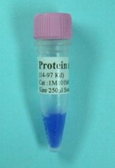 Protein Marker